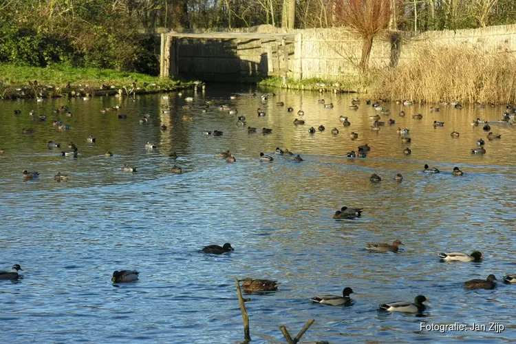 Hoe vangen ze eenden in Eendenkooi &#39;t Zand
