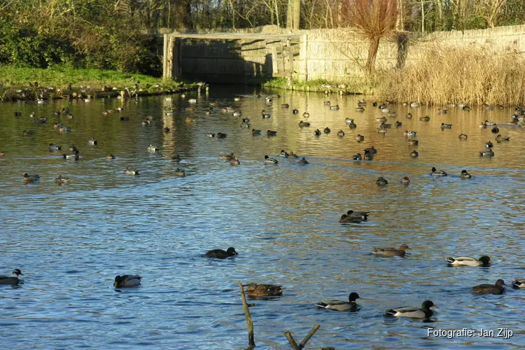 Voorjaar in Eendenkooi &#39;t Zand - Neem een kijkje in de 400 jaar oude eendenkooi en het aangrenzende bos