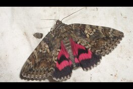 Op zoek naar Nachtvlinders in Eendenkooi 't Zand