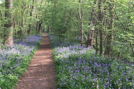 Bezoek de open dag van het bosgebiedje Wildrijk