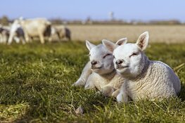 Eerste dagen iets koeler, maar laatste week april en Koningsdag verlopen zacht en zonnig