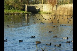 Hoe vang je eenden in Eendenkooi &#39;t Zand