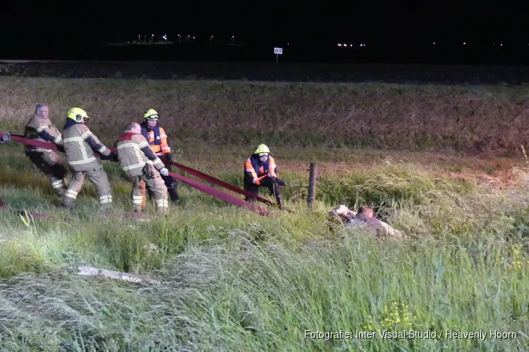 Brandweer haalt koe uit de sloot in Schagen