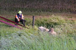 Brandweer haalt koe uit de sloot in Schagen