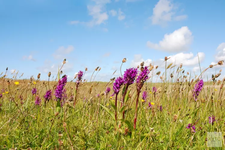 Wilde bloemen en orchideeën excursie in het Zwanenwater