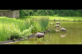 Open dag Eendenkooi 't Zand