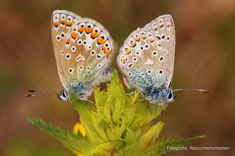 Excursie Vlinders en bloemen in het Zwanenwater