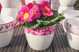 Creatieve activiteit voor mantelzorgers