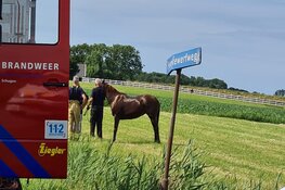 Paard en ruiter te water in Schagen