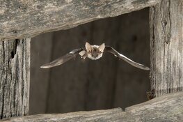 Ga op zoek naar vleermuizen in Eendenkooi 't Zand