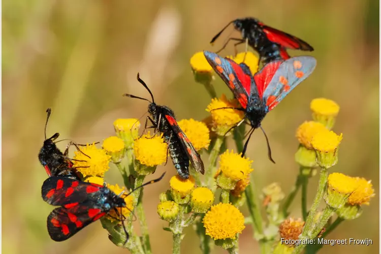 Zomerwandeling door bloemrijk Zwanenwater