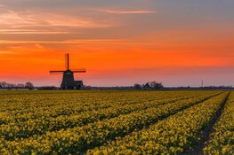 De vijfde Zijper molendag, 16 oktober 2022