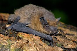 Ga mee met een avondwandeling door Eendenkooi &#39;t Zand