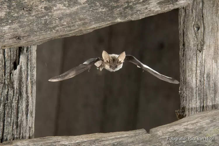 Beleef de Nacht van de Vleermuis in het fraaie Wildrijk