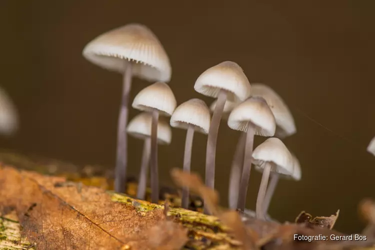Paddenstoelendag in Buitenplaatsbos Wildrijk bij Sint Maartensvlotbrug