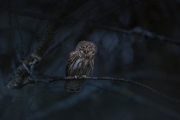 Ervaar het belang van donkerte tijdens de Nacht van de Noord-Hollandse natuur