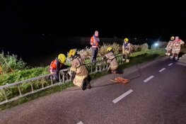 Pony overleden bij aanrijding in Warmenhuizen