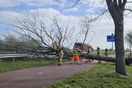 Boom omgewaaid op fietspad langs N241 bij Schagen