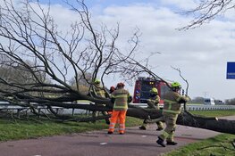 Boom omgewaaid op fietspad langs N241 bij Schagen