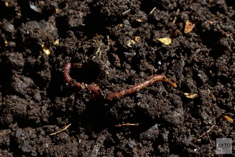 Gratis compost scheppen op zaterdag 25 maart
