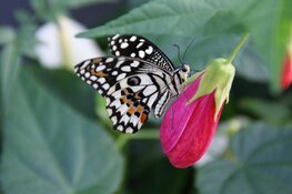 Op zoek naar een super leuk uitje?  Kom gezellig minigolfen of wandel tussen de mooiste vlinders !