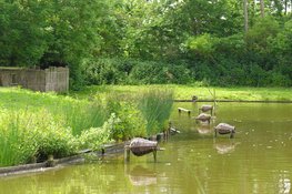 Beleef het voorjaar in Eendenkooi 't Zand