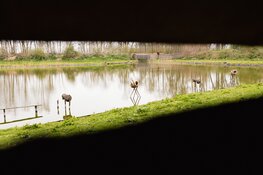 Hoe werkt het in Eendenkooi 't Zand en geniet van de omliggende natuur