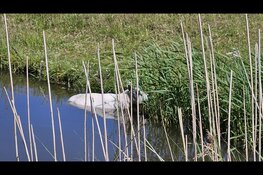 Te warm weer: schaap neemt bad in sloot