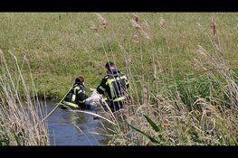 Te warm weer: schaap neemt bad in sloot