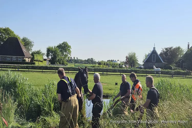 Brandweer haalt paard uit het water in Schagen