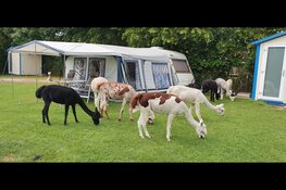 Kom jij kamperen bij de alpaca&#39;s in Zeeland?