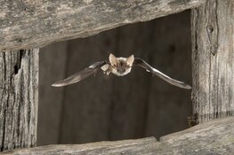 Nacht van de Vleermuis: stilte in Eendenkooi `t Zand