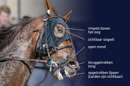 Drafrace in Schagen: geen feest voor paarden