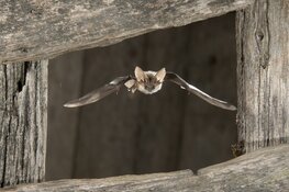 Vleermuizen in het Wildrijk Bosje bij Sint Maartensvlotbrug