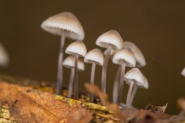 Paddenstoelendag in bosje Wildrijk bij Sint Maartensvlotbrug