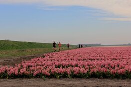 Bloeiend Zijpe De tuin van Schagen