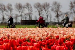 Bloeiend Zijpe De tuin van Schagen