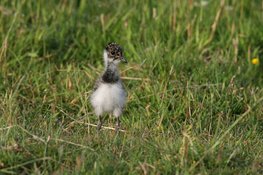 Gun dieren de rust om hun jongen groot te brengen: broedseizoen aangebroken