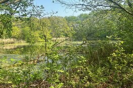 Excursie Kooibosch