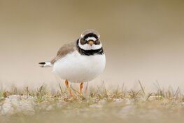 Nationale Vogelweek bij Den Helder - Callantsoog