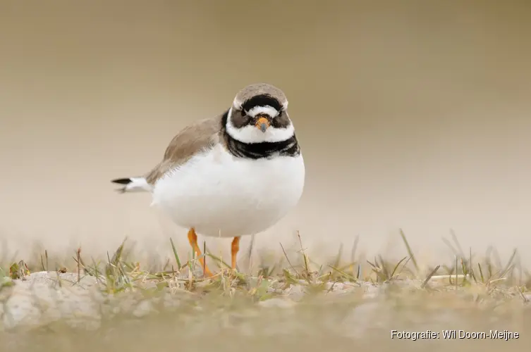 Nationale Vogelweek bij Den Helder - Callantsoog