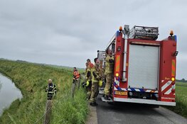Brandweer weet schaap uit sloot te redden