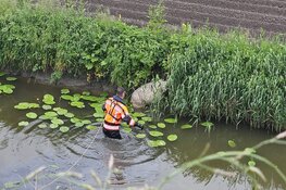 Brandweer weet schaap uit sloot te redden