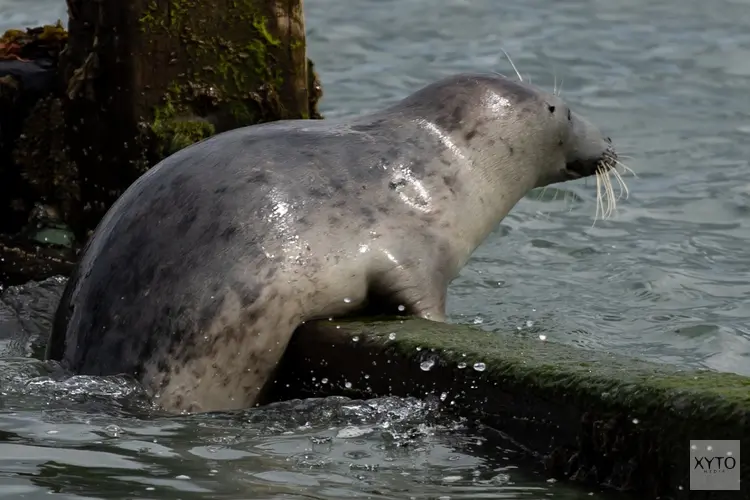 Zeehond gespot in haven van Schagen