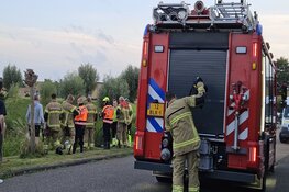 Zwaan in problemen in slootje in Schagen