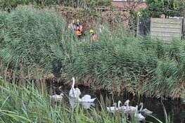 Zwaan in problemen in slootje in Schagen