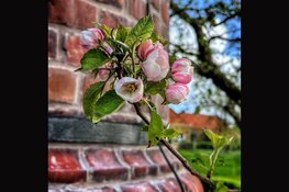 Smartphone fotografie in Uitgeest, Alkmaar, Zuiderzeemuseum en Broekerveiling