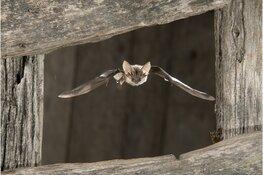 Ga mee op zoek naar vleermuizen in Wildrijk bij Sint Maartensvlotbrug