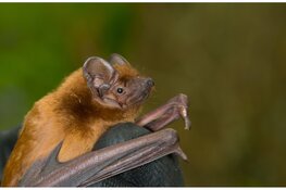 Ga mee op zoek naar vleermuizen in Wildrijk bij Sint Maartensvlotbrug