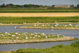 Open waterpartijen, broedeilandjes en keverbanken in natuurgebied de Zandpolder. Start aanleg nieuwe natuurgebieden.